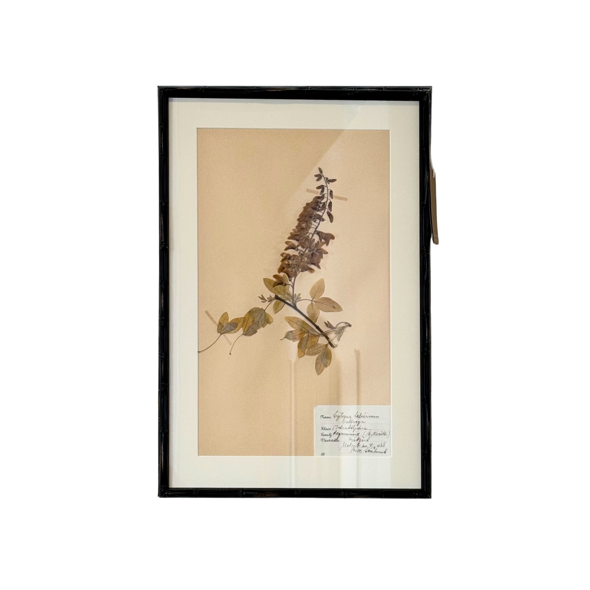 Framed Swedish Botanicals - Bamboo