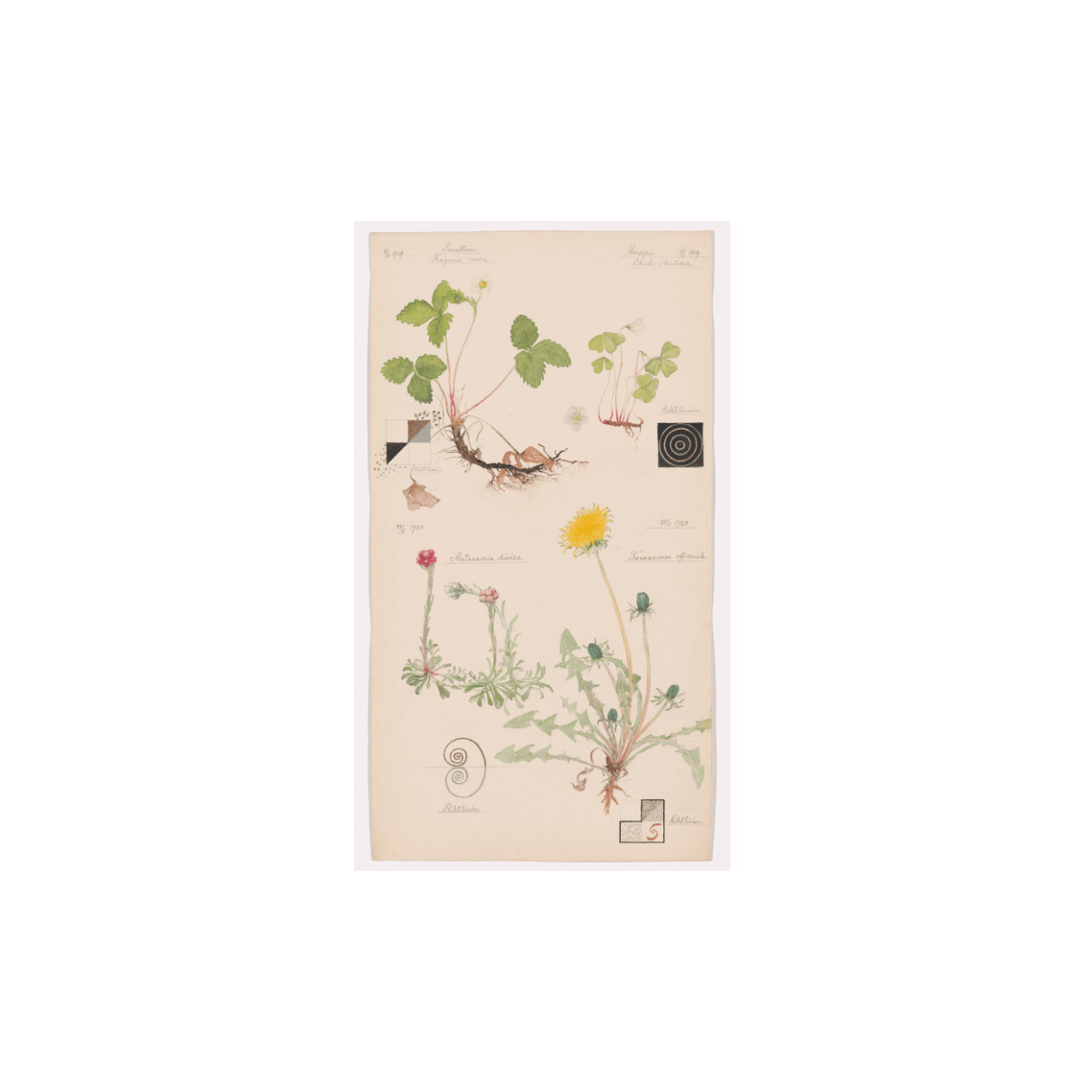 Poster with botanical illustrations on a beige background