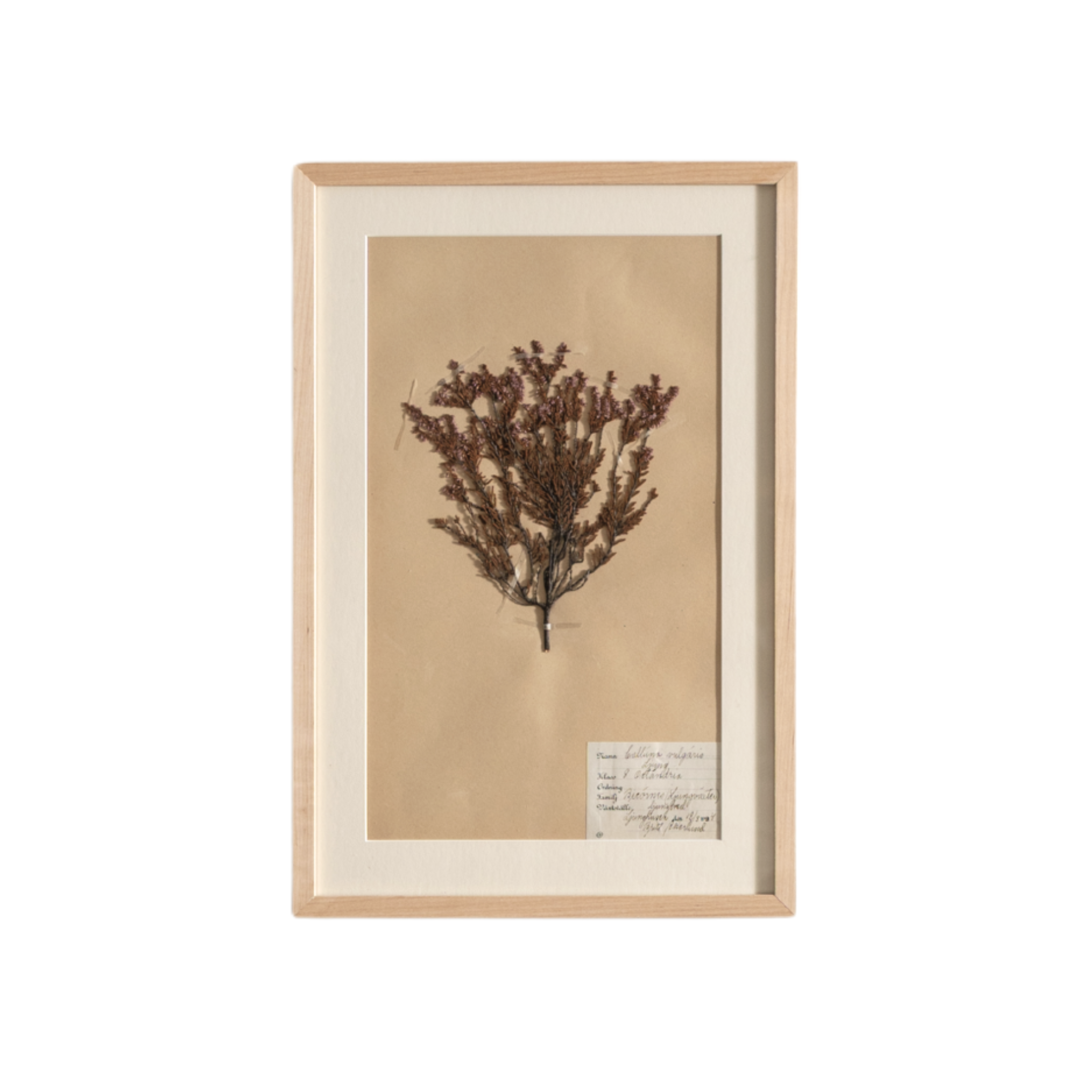 Framed Swedish Botanicals - Natural Oak