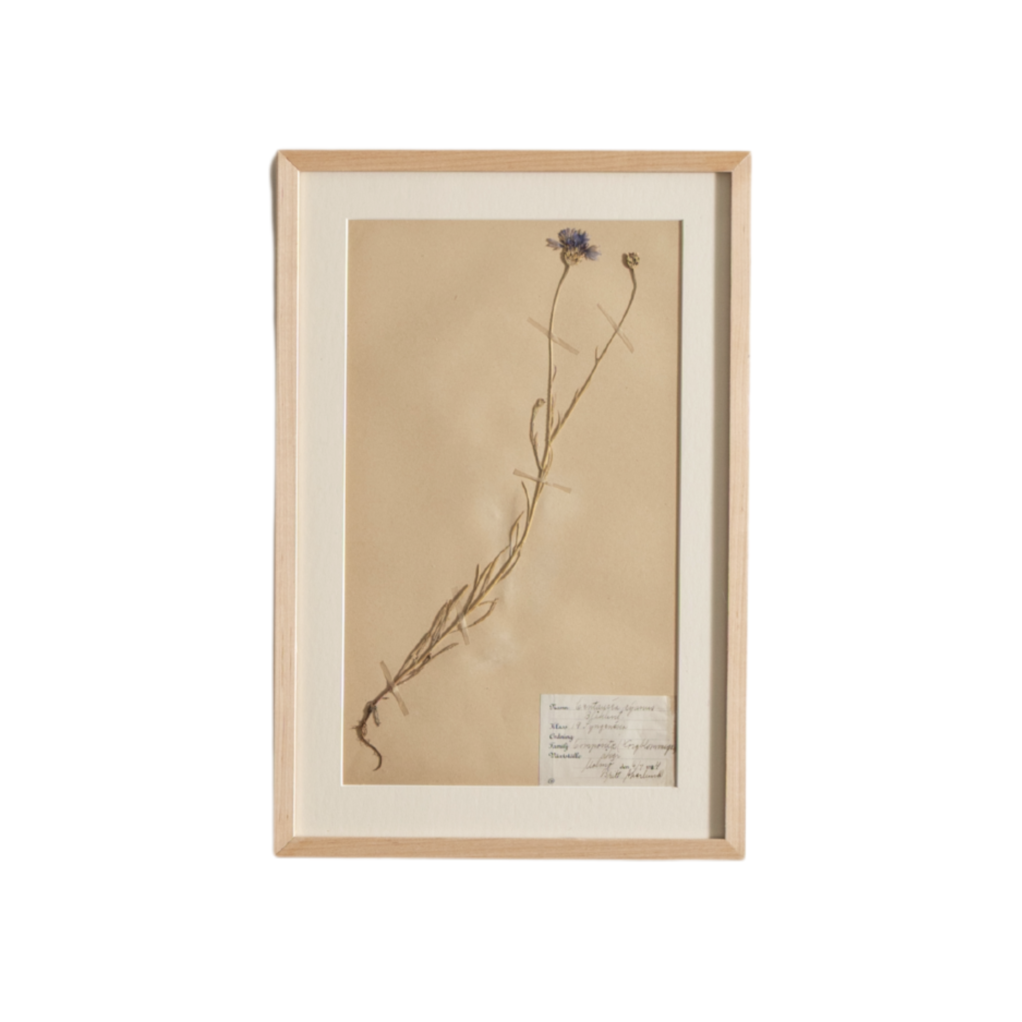 Framed Swedish Botanicals - Natural Oak
