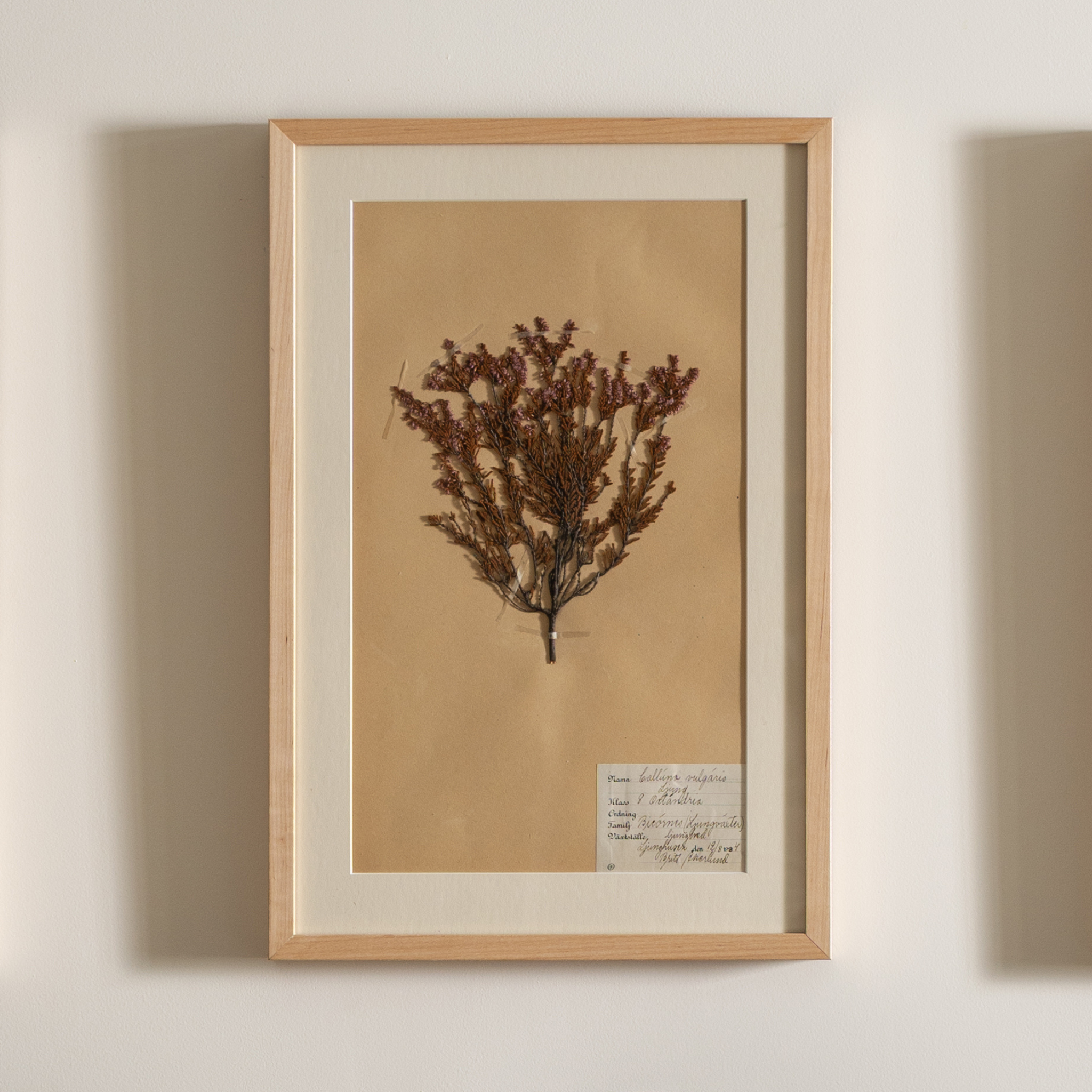 Framed vintage botanical specimen and label on beige paper.