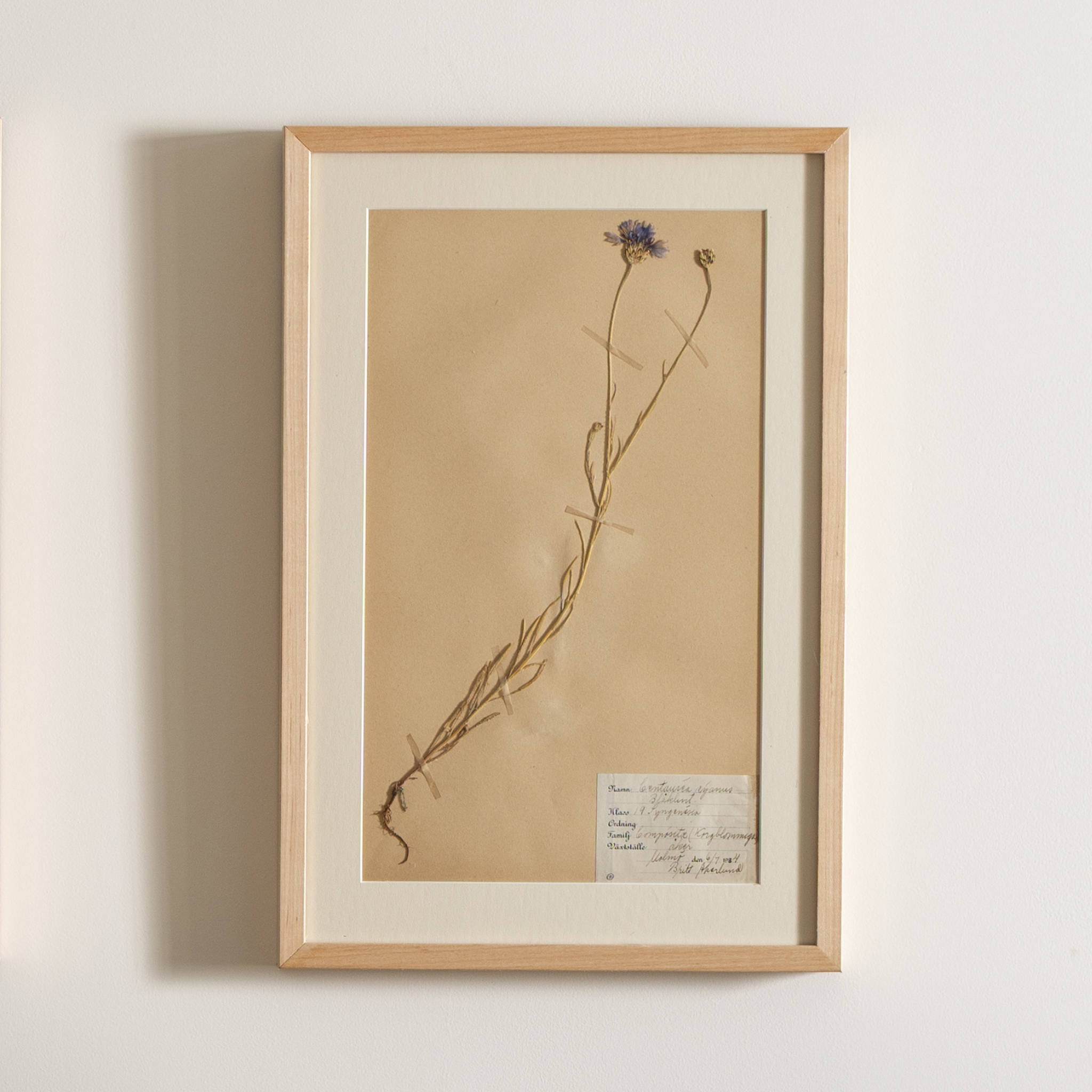 Framed vintage botanical specimen and label on beige paper.