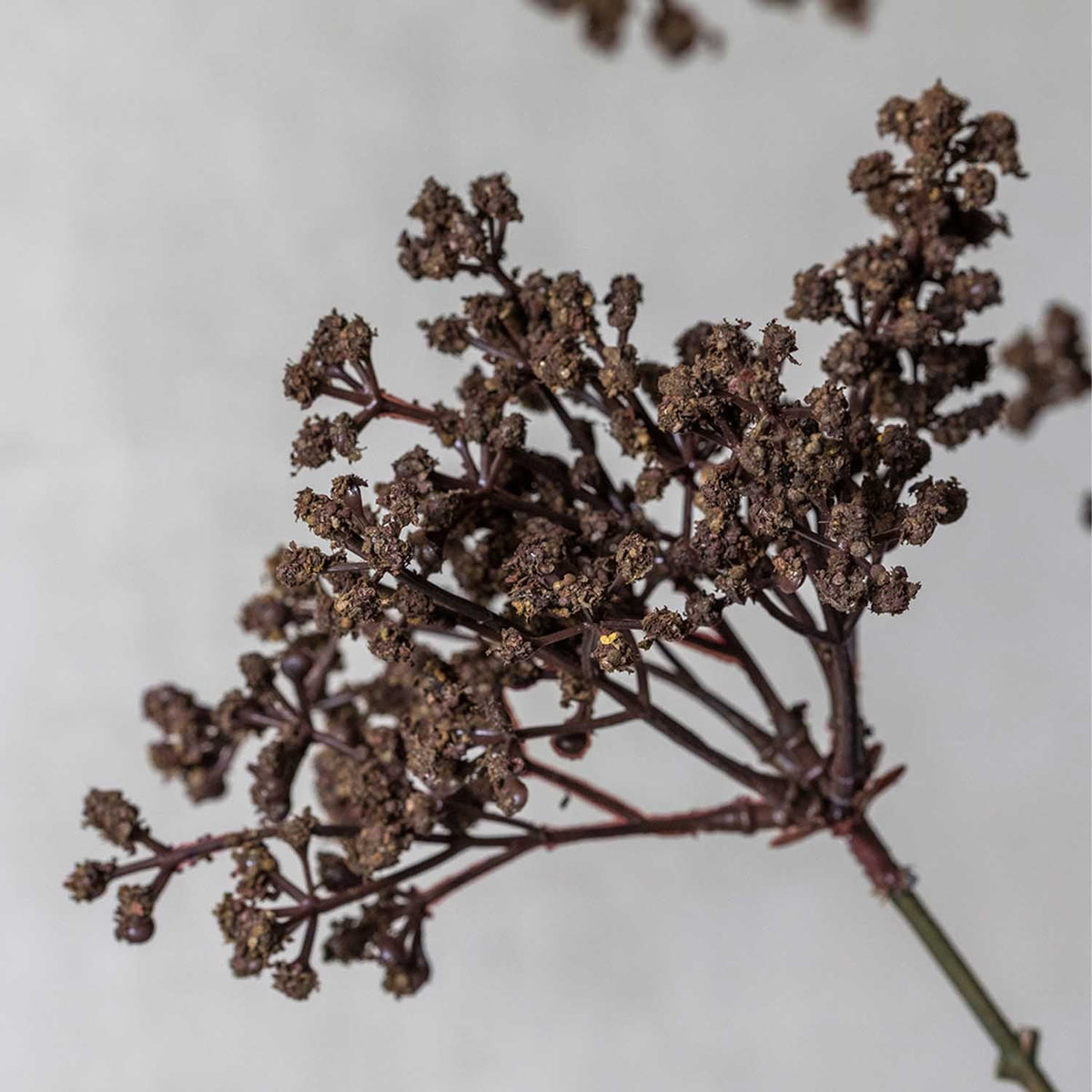 Clustered chocolate brown heads of Artificial Woodland Yarrow by Abigail Ahern against a soft gray backdrop