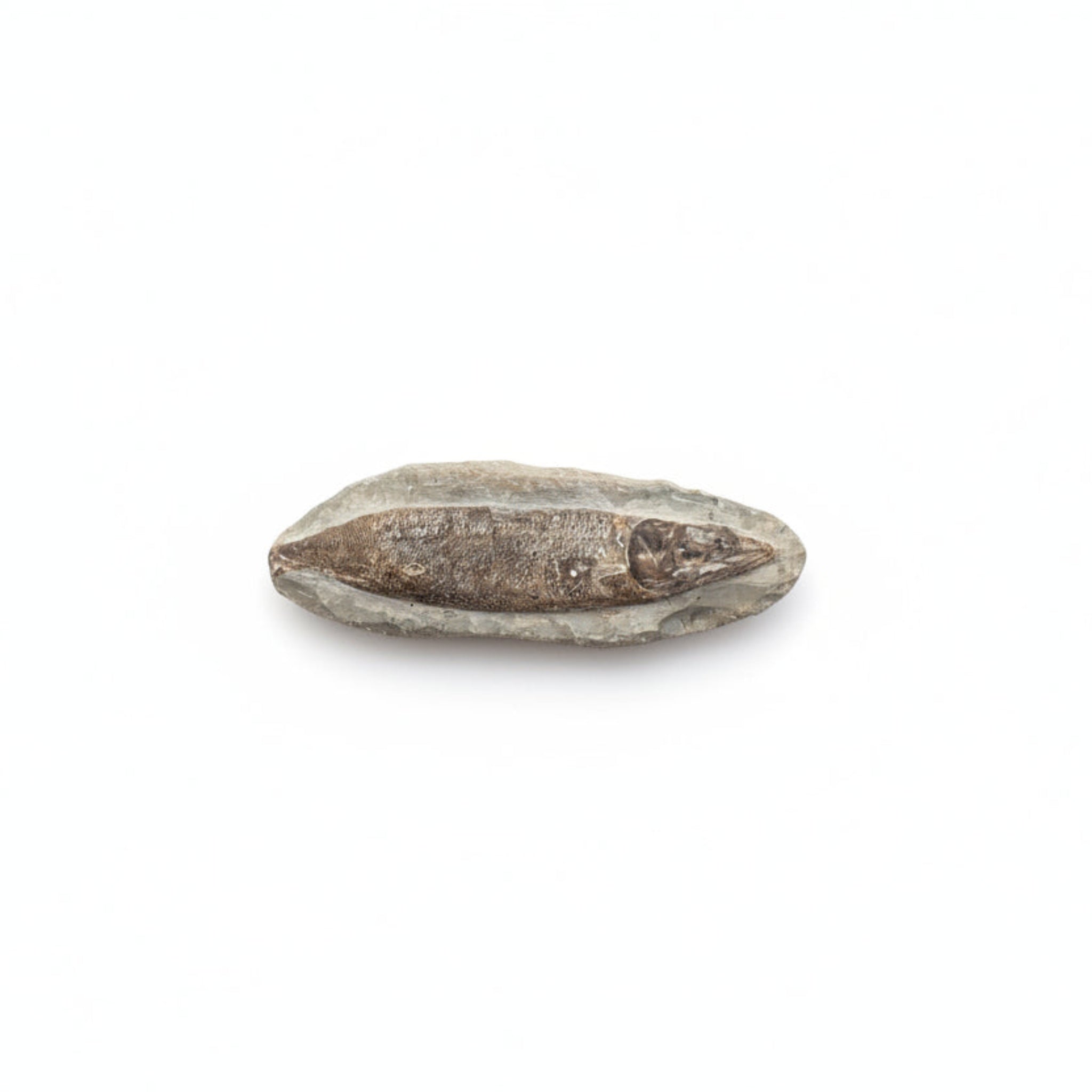 Fish fossil specimen in natural stone