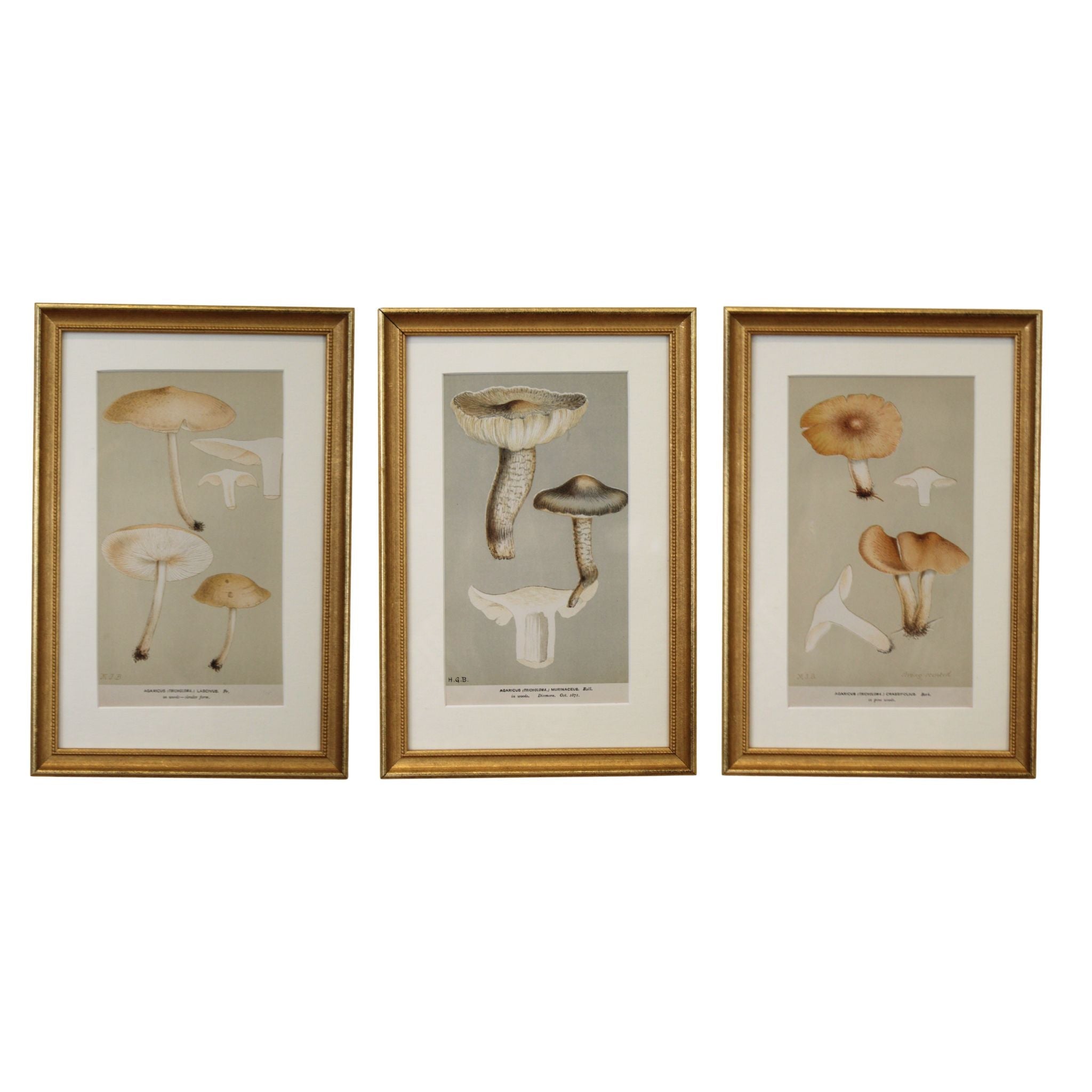 Framed Vintage Mushroom Triptych - Series I