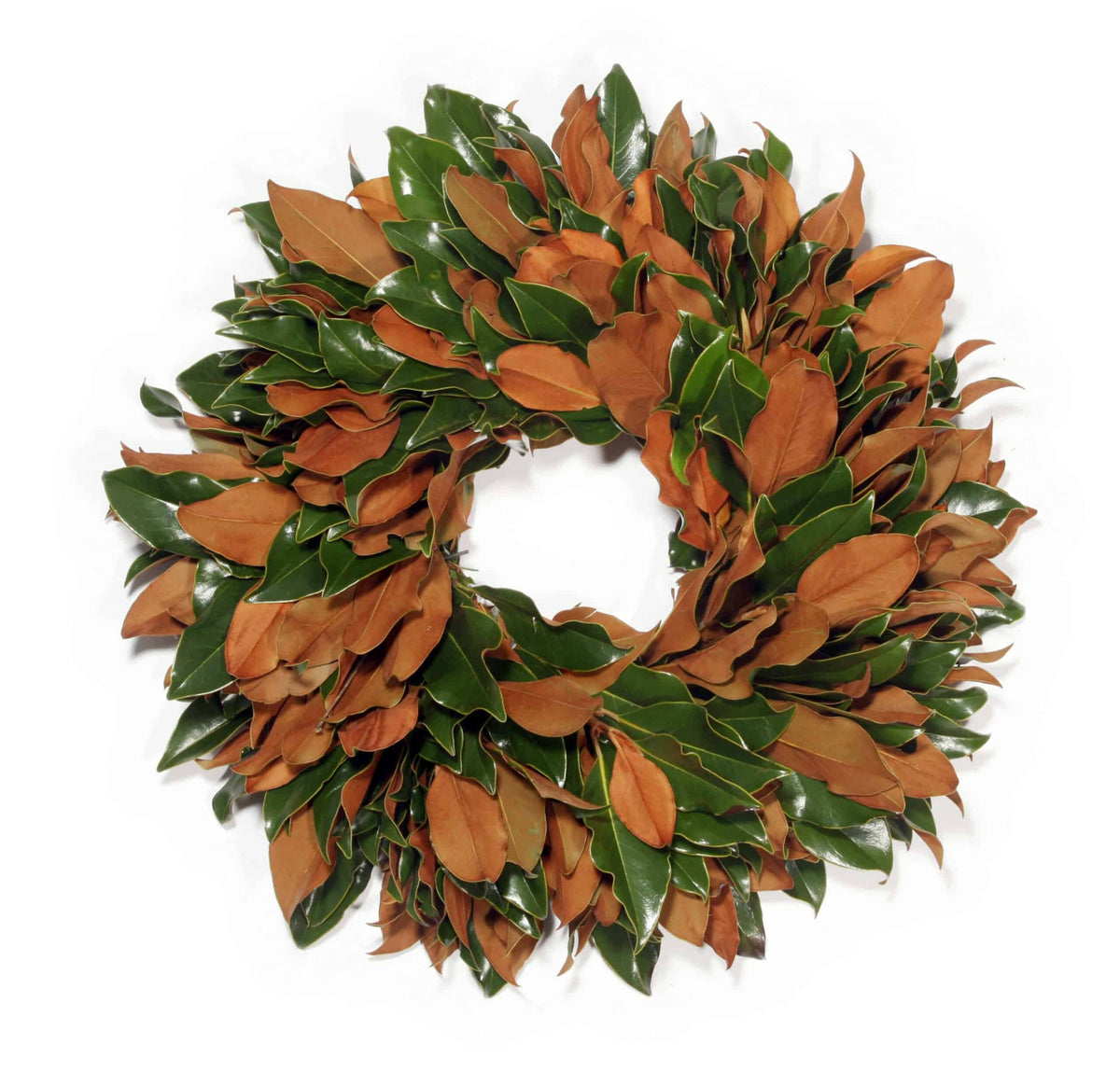 Fresh Southern Magnolia wreath, 22 inches, glossy dark green leaves layered with warm brown velvet undersides, shown on white