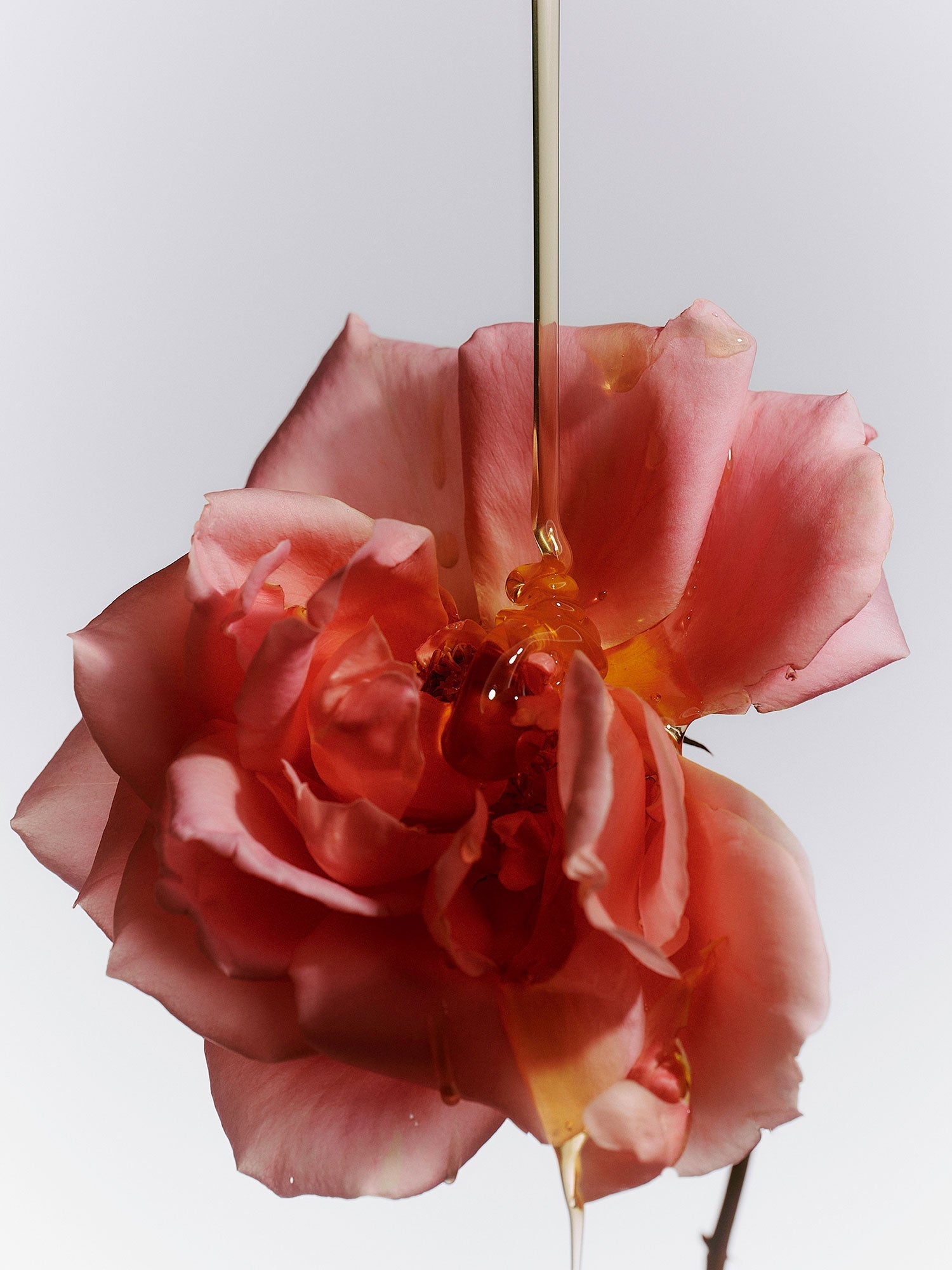 A pink damask rose drizzled with honey, evoking the floral and warm notes layered into the Flamingo Estate Jasmine Damask Rose Hand Soap.