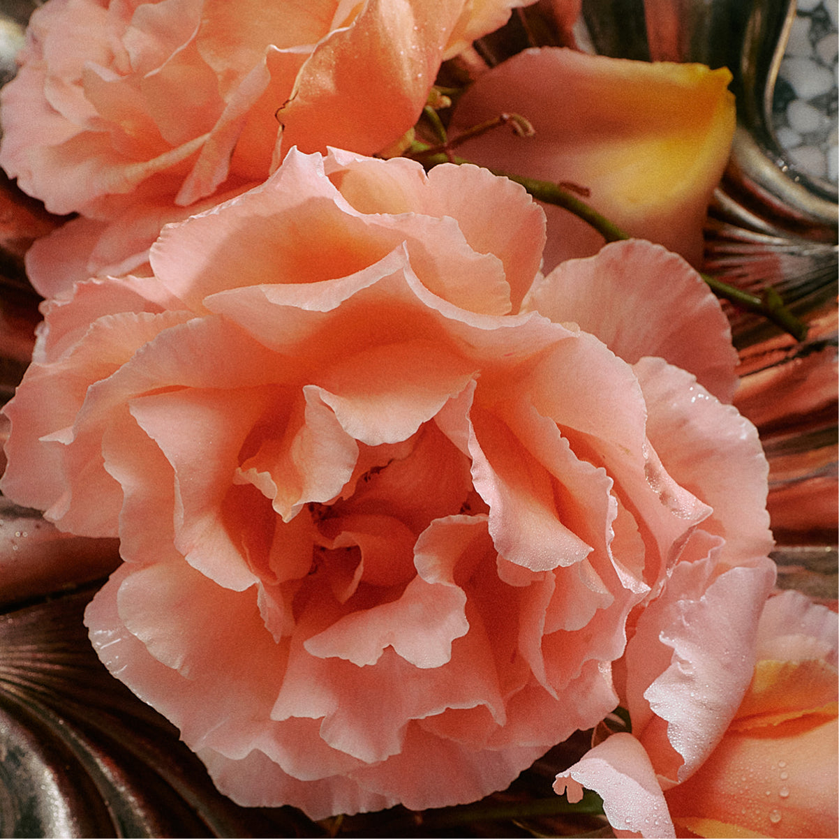 Flamingo Estate Jasmine Damask Rose collection styled together — glass hand soap, aluminum refill, and candle in coordinated forest-green and cream packaging.