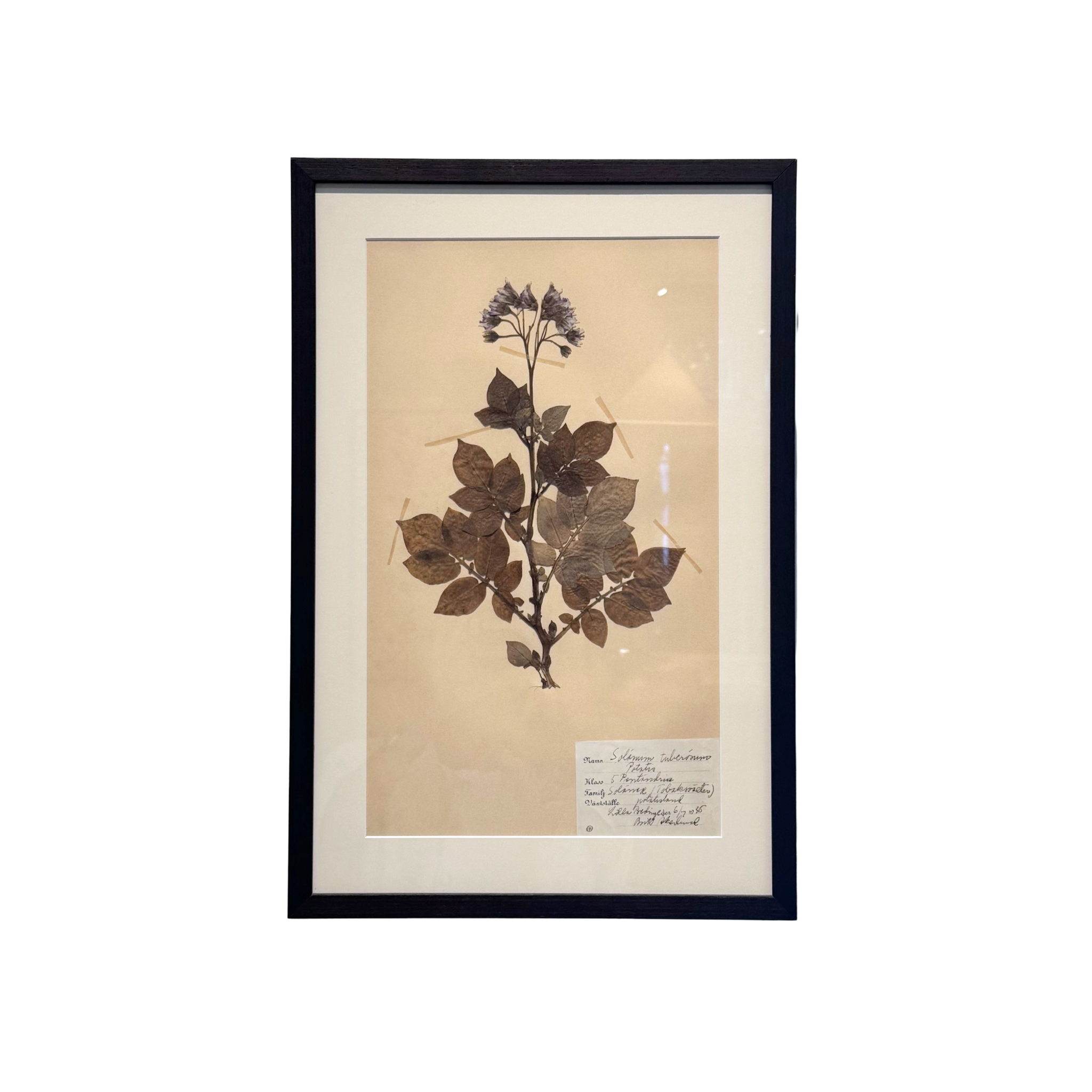 Framed Swedish Botanicals - Black Oak