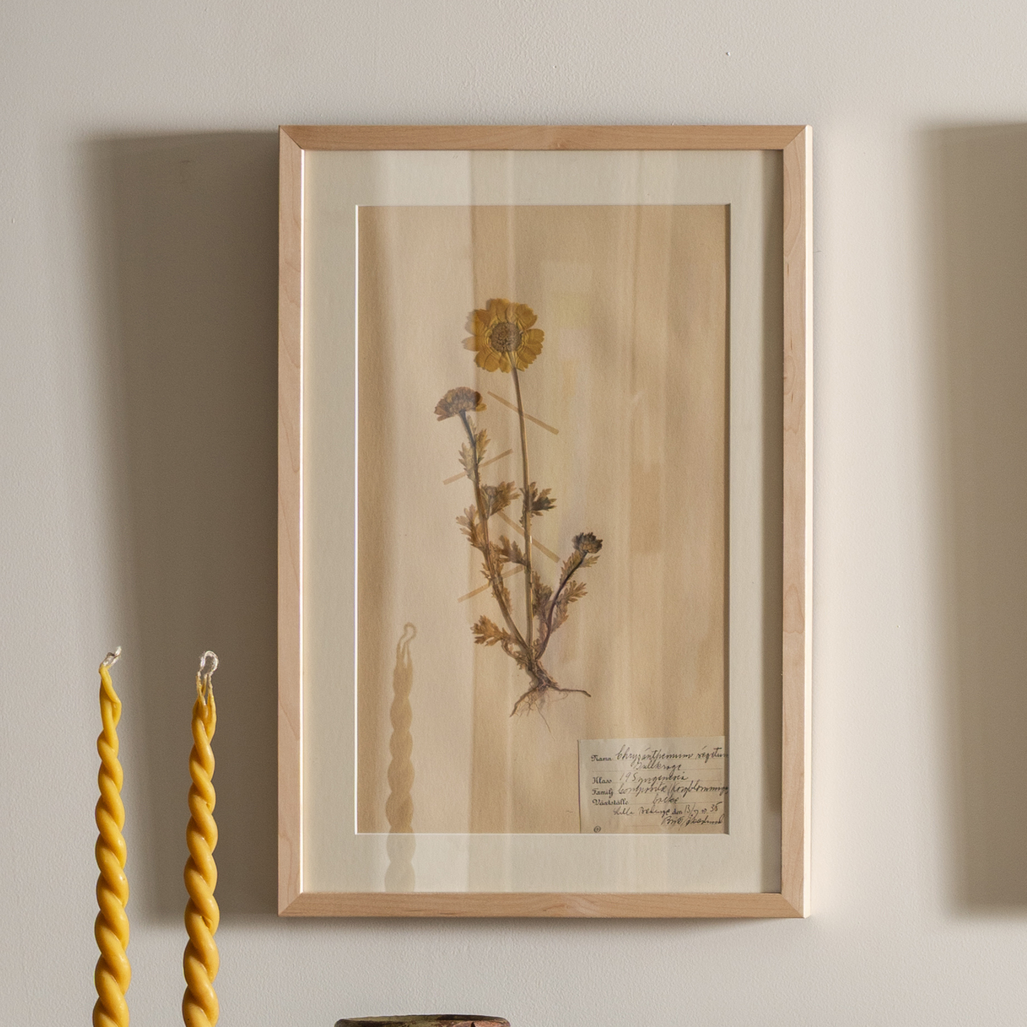 Framed vintage botanical specimen and label on beige paper.
