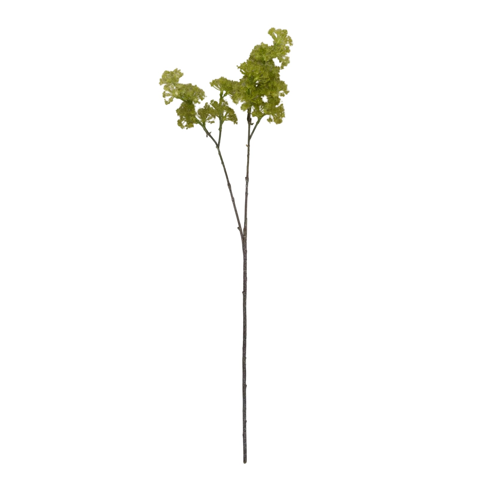 Faux Guelder stem in spring green with clustered form, single stem on white background, by Abigail Ahern