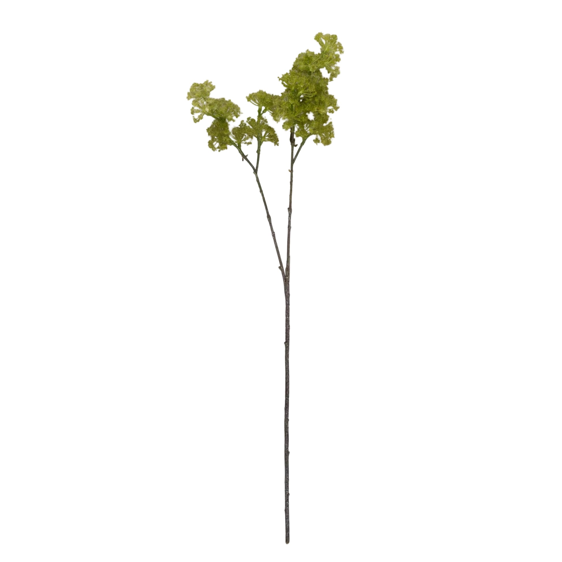 Faux Guelder stem in spring green with clustered form, single stem on white background, by Abigail Ahern