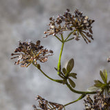Close-up of Artificial Hogweed by Abigail Ahern showing its umbrella-shaped seed heads and green stem