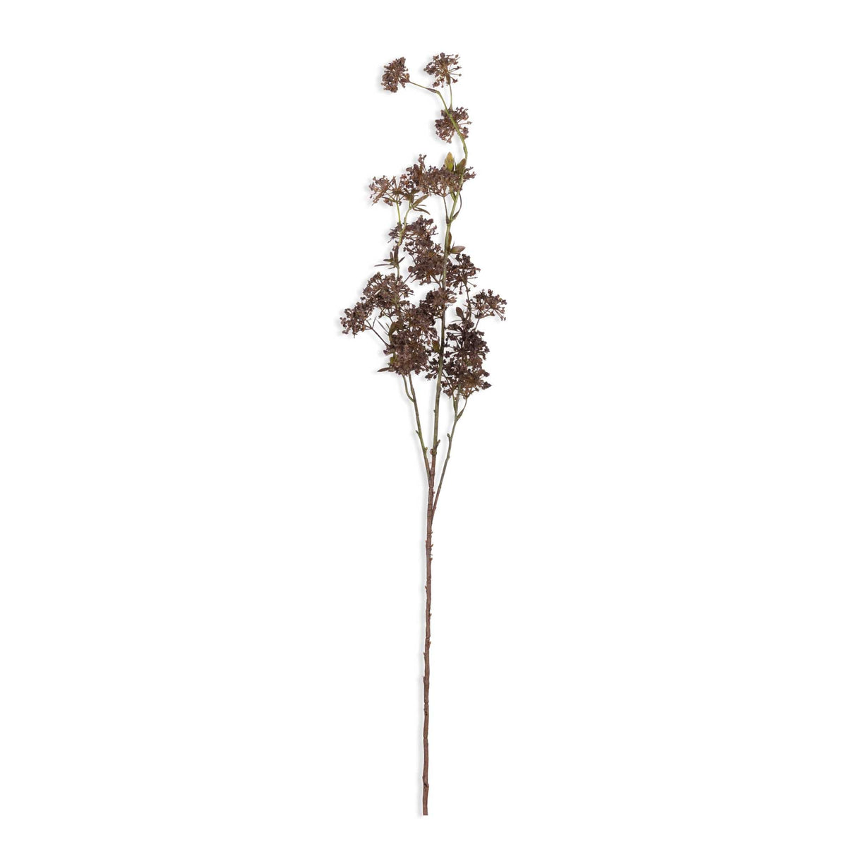 Artificial Hogweed by Abigail Ahern on a white background, a single tall stem with airy dark seed heads