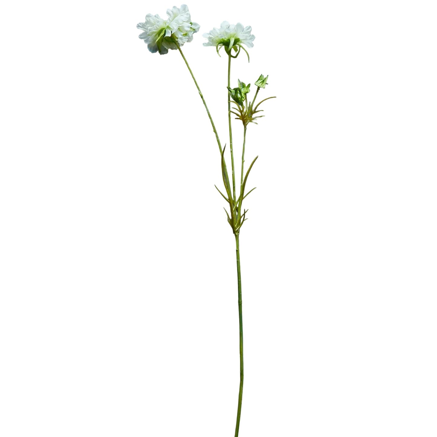 A single long green stem with two small white flowers and a few tiny buds, laid diagonally on a textured gray surface.