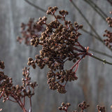Close-up of Artificial Woodland Yarrow by Abigail Ahern showing its deep brown clustered flower heads