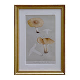 Framed vintage mushroom print of Agaricus crassifolius, tawny caps on taupe in a beaded gilt frame with white mat