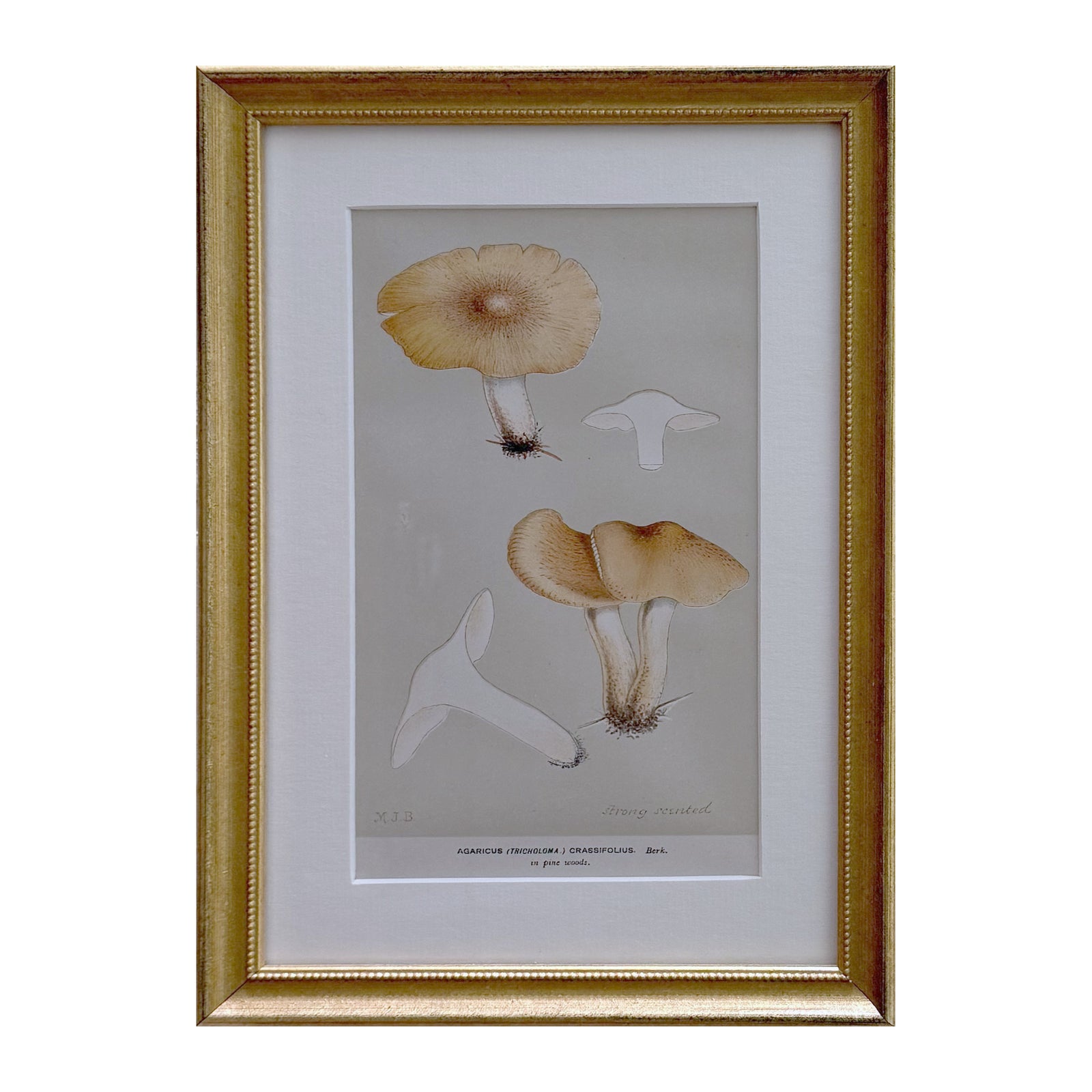 Framed vintage mushroom print of Agaricus crassifolius, tawny caps on taupe in a beaded gilt frame with white mat