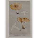 Close-up of the Agaricus crassifolius plate showing the scurfy stem bases and the lettered caption