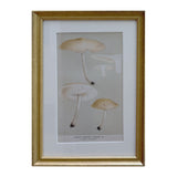 Framed vintage mushroom print of Agaricus lascivus, pale slender-stemmed caps on taupe in a beaded gilt frame with white mat