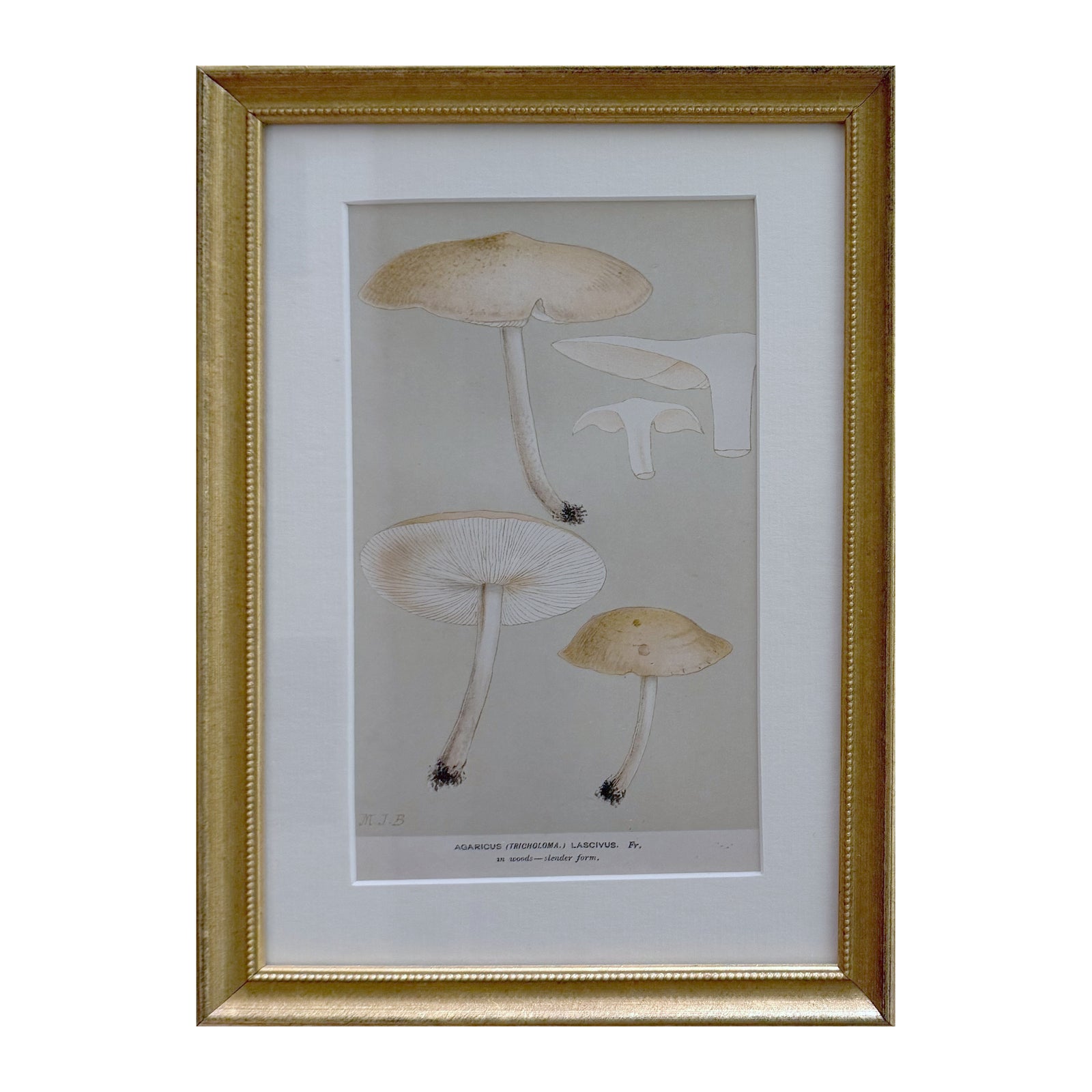 Framed vintage mushroom print of Agaricus lascivus, pale slender-stemmed caps on taupe in a beaded gilt frame with white mat