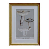 Framed vintage mushroom print of Agaricus murinaceus, mouse-grey caps on a grey ground in a beaded gilt frame with white mat