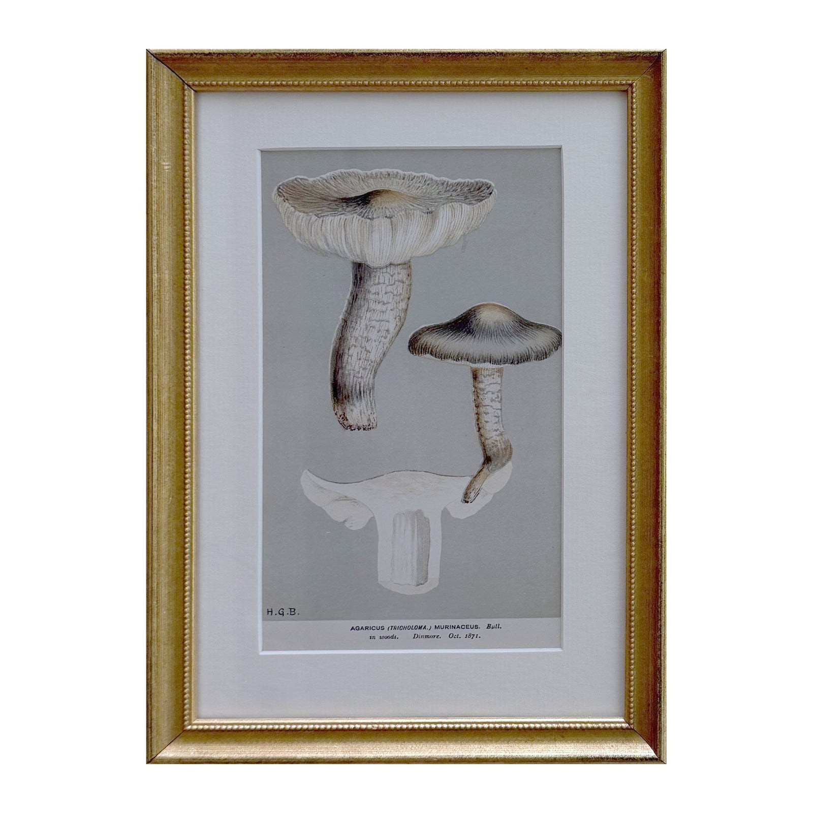Framed vintage mushroom print of Agaricus murinaceus, mouse-grey caps on a grey ground in a beaded gilt frame with white mat