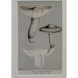 Close-up of the Agaricus murinaceus plate showing the streaked stem and the lettered Dinmore 1871 caption