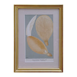 Framed vintage mushroom print of Agaricus pantoleucus, two pale oyster caps on a sage ground in a gilt frame with linen mat