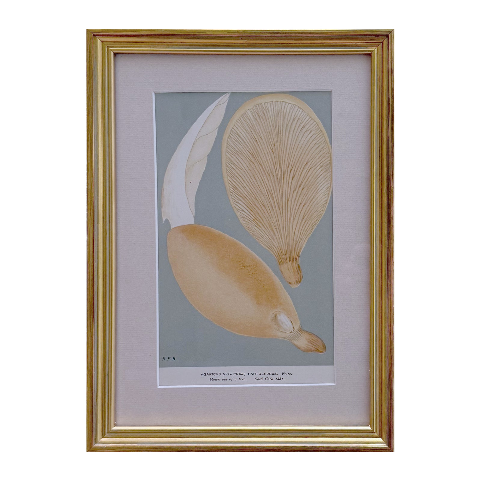 Framed vintage mushroom print of Agaricus pantoleucus, two pale oyster caps on a sage ground in a gilt frame with linen mat