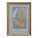 Framed vintage mushroom print of Agaricus pantoleucus, second view showing the gilt moulding and mat