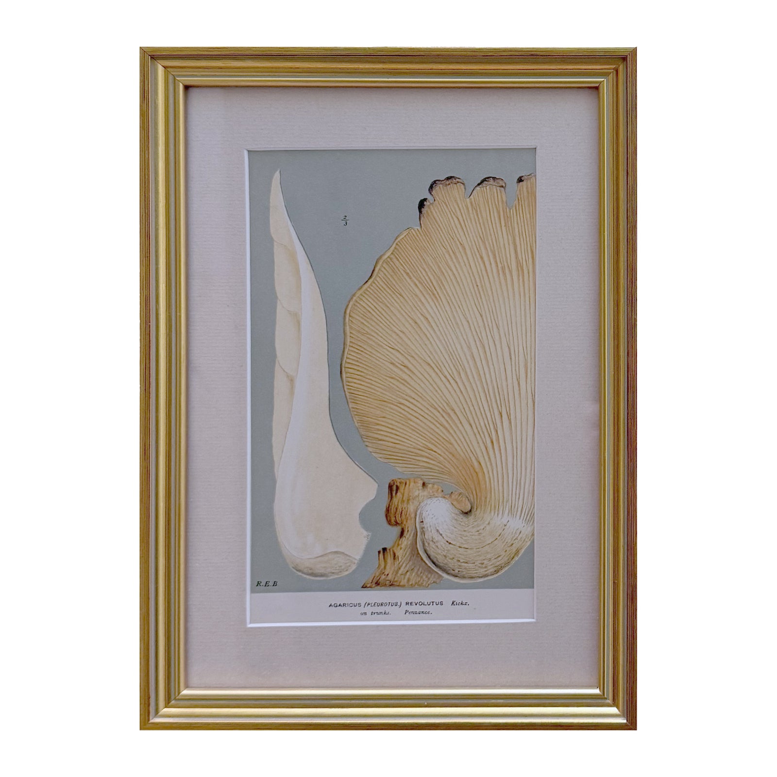Framed vintage mushroom print of Agaricus revolutus, a large fanned oyster on a sage ground in a gilt frame with linen mat