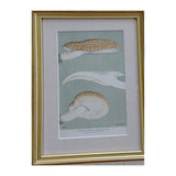Framed vintage mushroom print of Agaricus tessulatus, a mottled cap and a gilled cap on sage in a gilt frame with linen mat