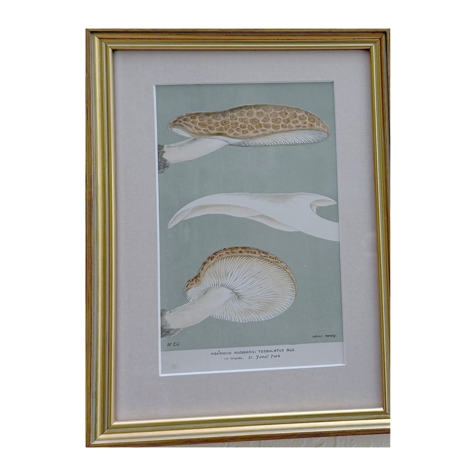 Framed vintage mushroom print of Agaricus tessulatus, a mottled cap and a gilled cap on sage in a gilt frame with linen mat