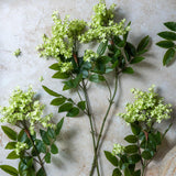 Faux Lilac Stem - Pistachio by Abigail Ahern