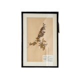 Framed Swedish botanicals bamboo — detail view