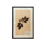 Framed Swedish botanicals in bamboo frame — pressed herbarium, white background