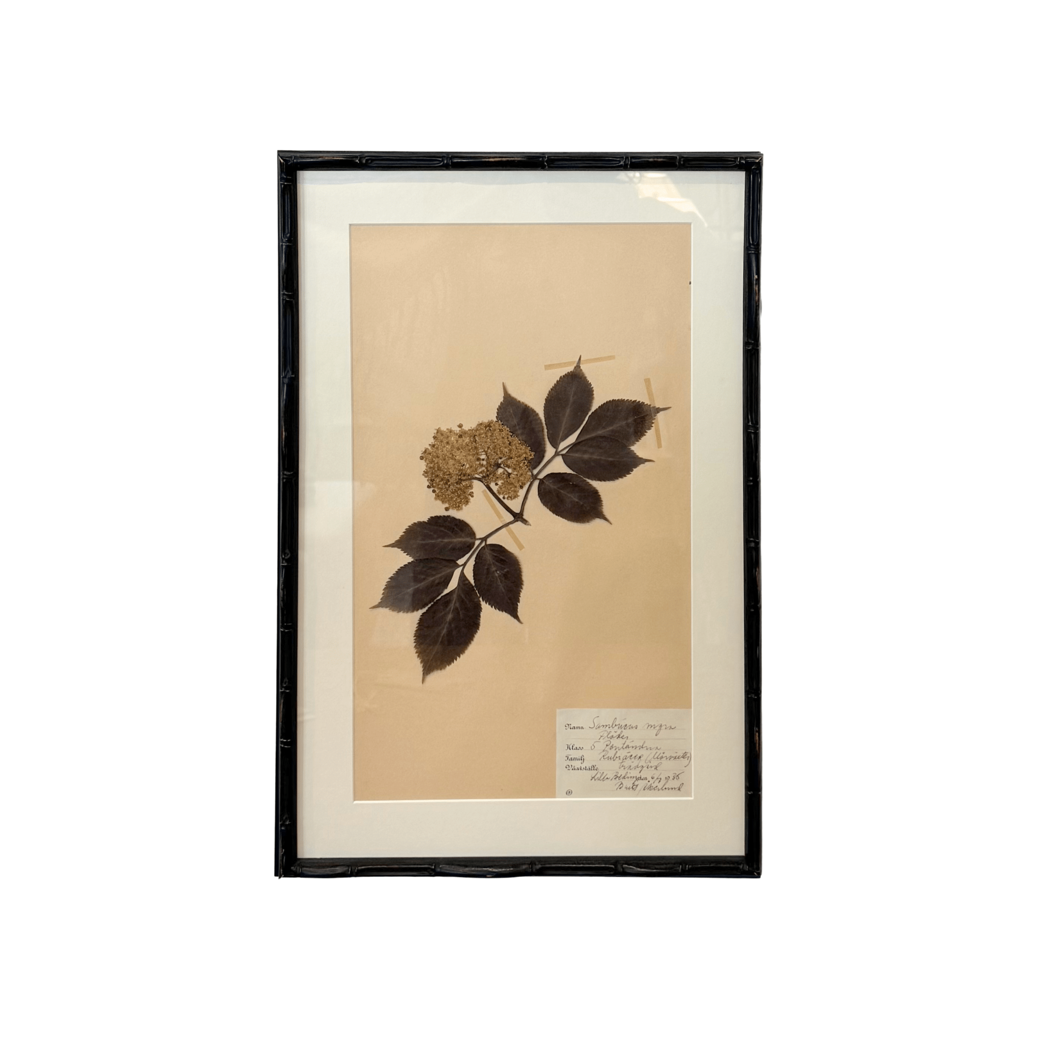 Framed Swedish Botanicals - Bamboo