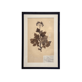 Framed Swedish botanicals in black oak frame — pressed herbarium, white background