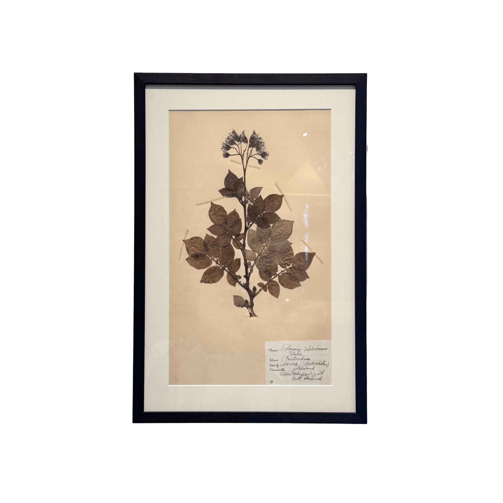 Framed Swedish botanicals in black oak frame — pressed herbarium, white background