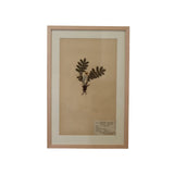 A framed botanical art print featuring a pressed plant specimen on a beige background, mounted with a white mat and a light natural wood frame on a white wall.