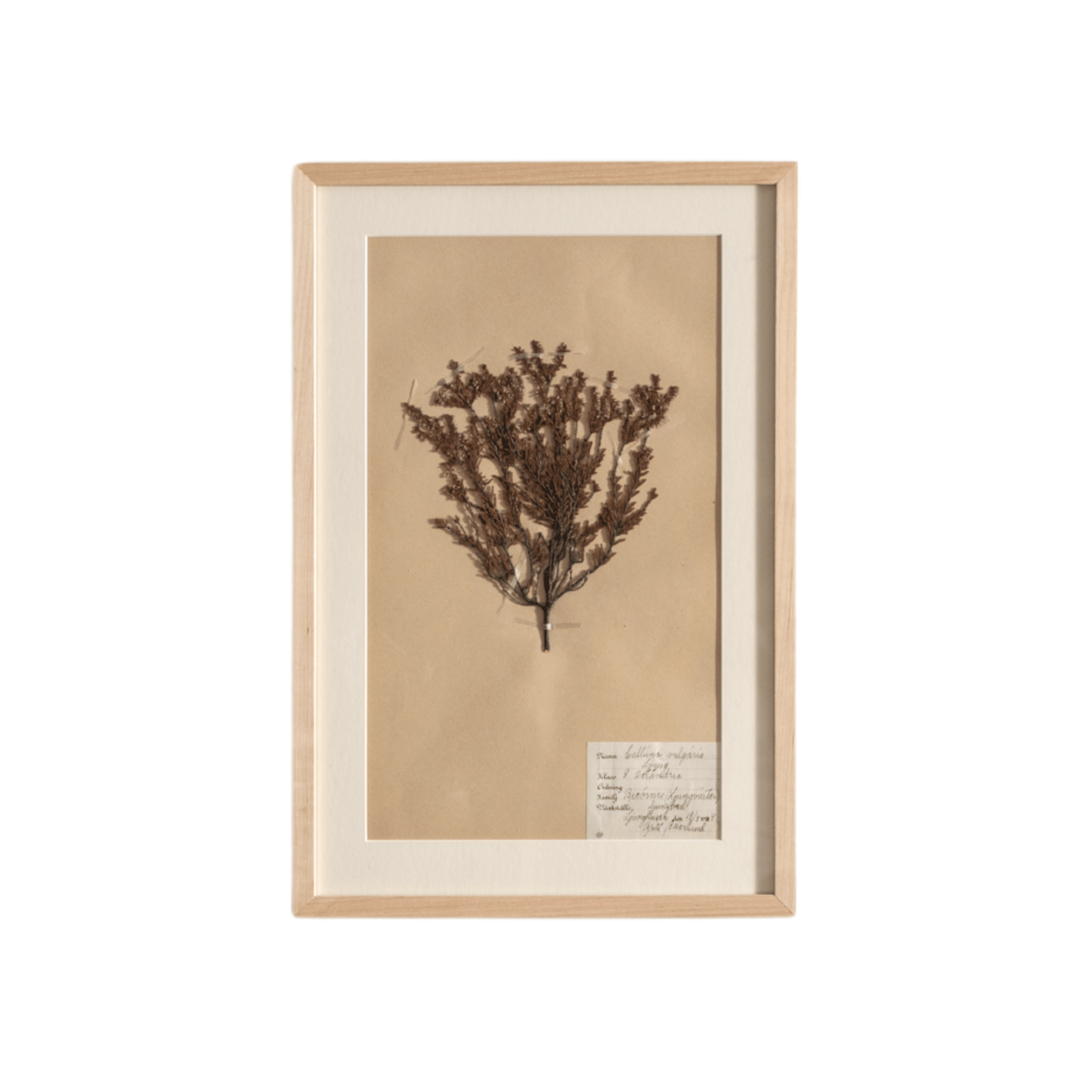 Framed Swedish Botanicals - Natural Oak