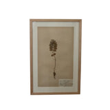 Framed Swedish Botanicals - Natural Oak