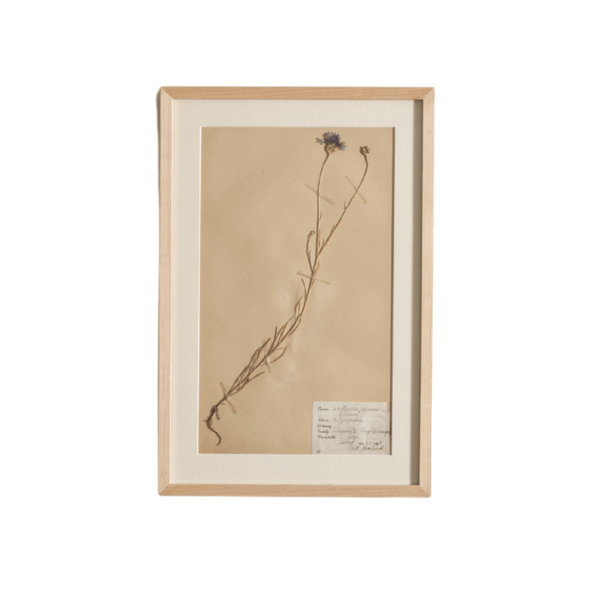 Calimia Home vintage Swedish pressed botanical herbarium in a natural oak frame with a white mat and handwritten label.