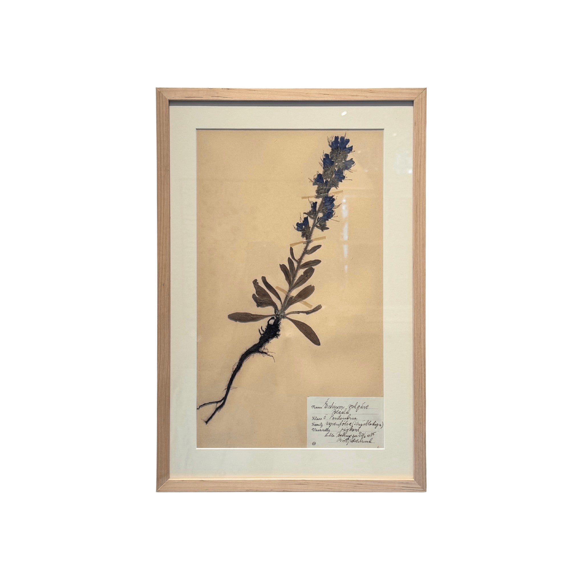 Framed Swedish botanicals natural oak — styled view