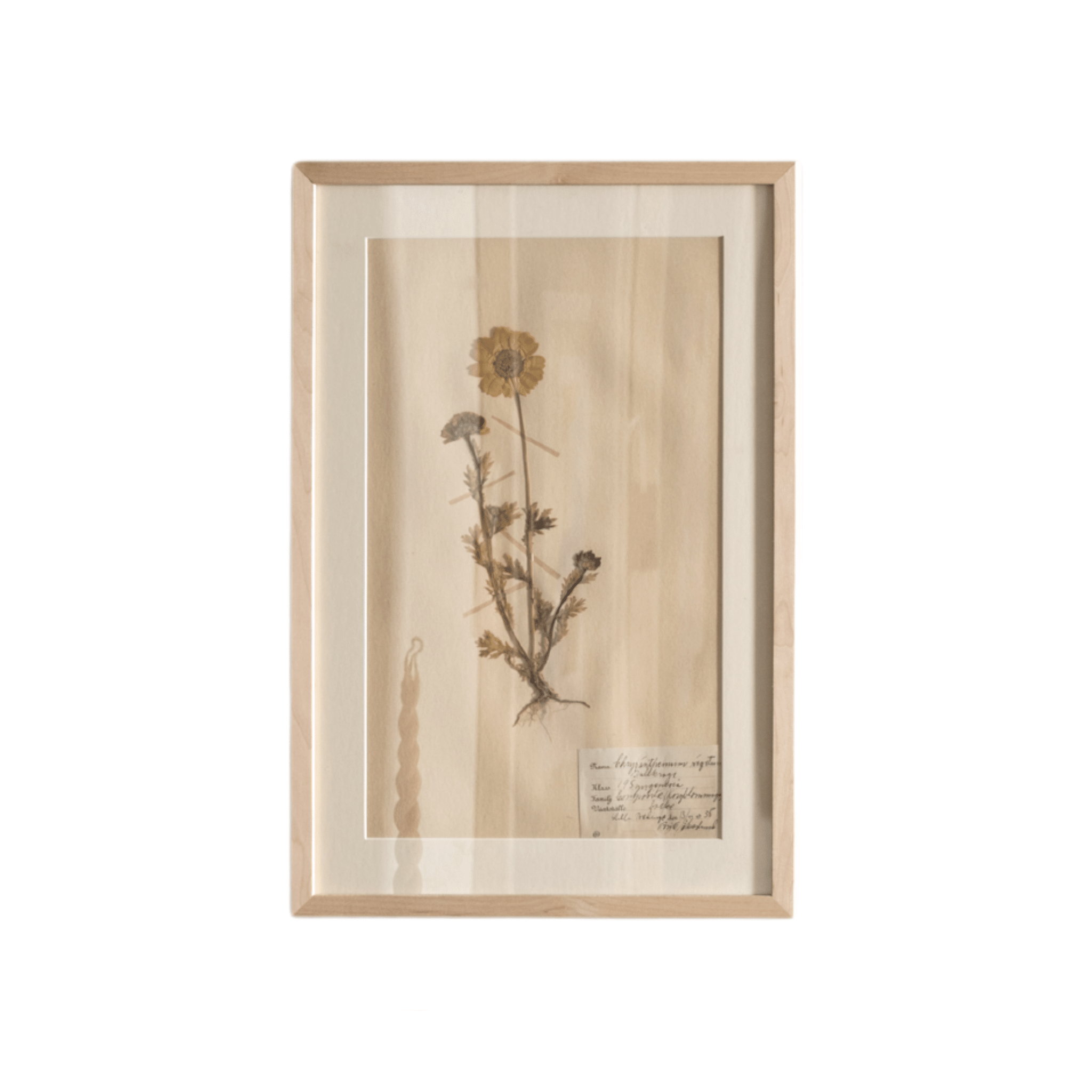 Framed Swedish Botanicals - Natural Oak