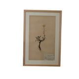 Framed Swedish Botanicals - Natural Oak