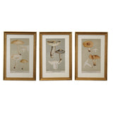 Framed vintage mycological print of Agaricus lascivus in a beaded gilt frame with white mat, Calimia Home Vintage