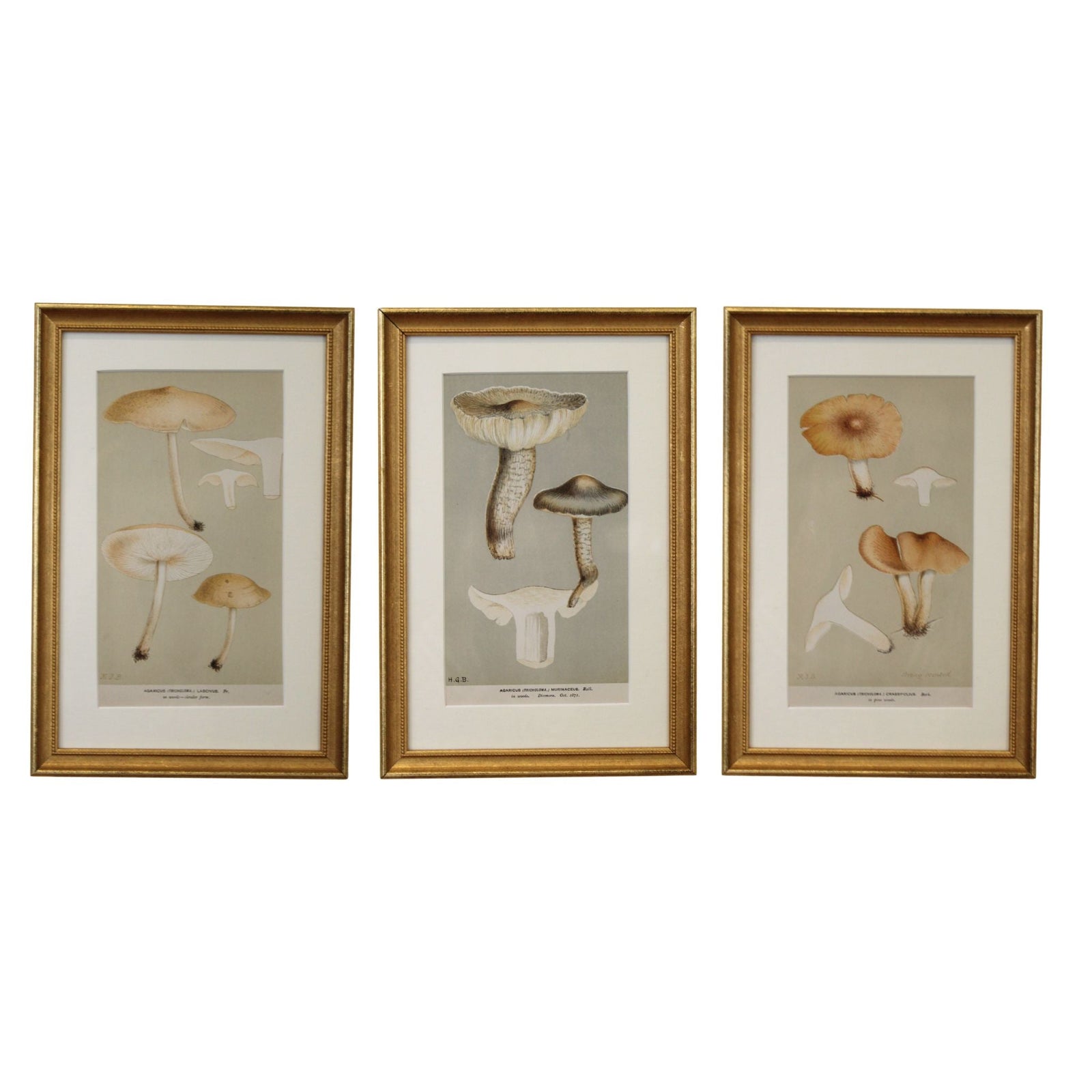 Framed vintage mycological print of Agaricus lascivus in a beaded gilt frame with white mat, Calimia Home Vintage