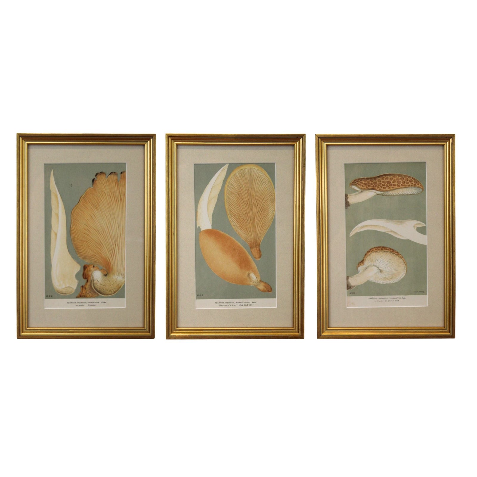 Framed vintage mycological print of Agaricus revolutus in a gilt frame with linen-textured mat, Calimia Home Vintage